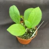 Hoya pusilla Plant - Rooted in 2.5 Inch Pot - Compact Grower