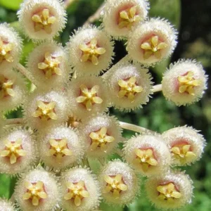 Hoya pusilla Plant - Rooted in 2.5 Inch Pot - Compact Grower