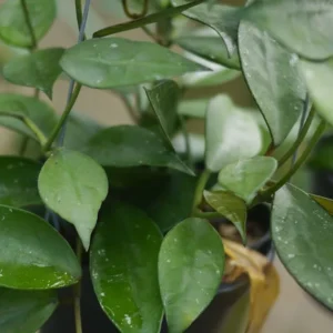 Hoya pusilla Plant - Rooted in 2.5 Inch Pot - Compact Grower