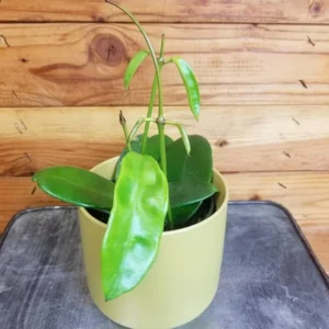 Hoya treubiana Rooted Plant - 2.5 Inch Pot Exotic Hoya