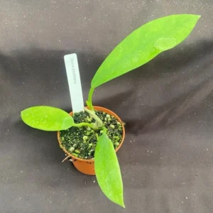 Hoya treubiana Rooted Plant - 2.5 Inch Pot Exotic Hoya