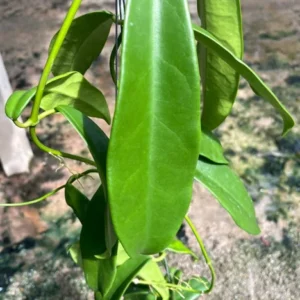 Hoya treubiana Rooted Plant - 2.5 Inch Pot Exotic Hoya
