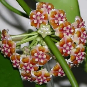 Hoya treubiana Rooted Plant - 2.5 Inch Pot Exotic Hoya