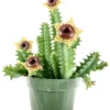 Huernia zebrina Lifesaver Plant - Rooted Succulent in 2" Pot - Rare Exotic Plant