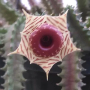 Huernia zebrina Lifesaver Plant - Rooted Succulent in 2