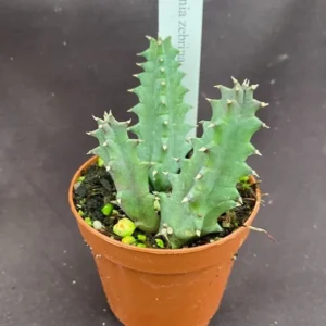 Huernia zebrina Lifesaver Plant - Rooted Succulent in 2