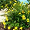 Hypericum Prolificum Shrubby St. Johnswort Plant Gallon Pot Size Yellow Flowers, Native Shrub