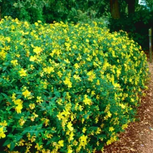 Hypericum Prolificum Shrubby St. Johnswort Plant Gallon Pot Size Yellow Flowers, Native Shrub