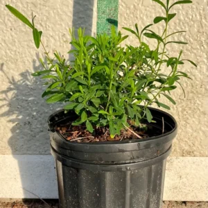 Hypericum Prolificum Shrubby St. Johnswort Plant Gallon Pot Size Yellow Flowers, Native Shrub