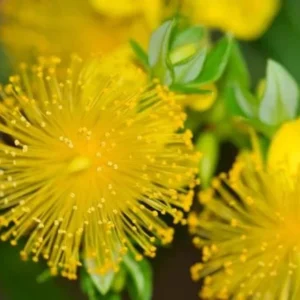 Hypericum Prolificum Shrubby St. Johnswort Plant Gallon Pot Size Yellow Flowers, Native Shrub