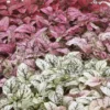 Hypoestes Phyllostachya Confetti Mix Polka Dot Plant Plug Multicolor Annual