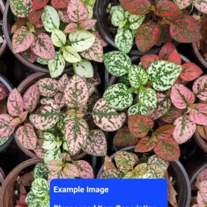 Hypoestes Phyllostachya Confetti Mix Polka Dot Plant Plug Multicolor Annual