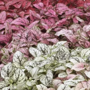 Hypoestes Phyllostachya Confetti Mix Polka Dot Plant Plug Multicolor Annual