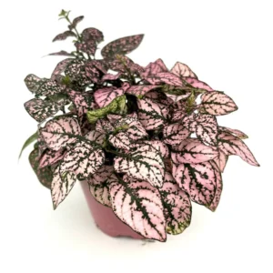 Hypoestes Rose Splash Live Potted House Plants - Indoor Potted Plant