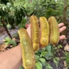 Ice Cream Bean Tree Seedling - Inga edulis Plant - 1 Gallon Edible Tropical Tree
