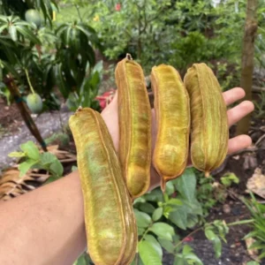 Ice Cream Bean Tree Seedling - Inga edulis Plant - 1 Gallon Edible Tropical Tree