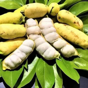 Ice Cream Bean Tree Seedling - Inga edulis Plant - 1 Gallon Edible Tropical Tree