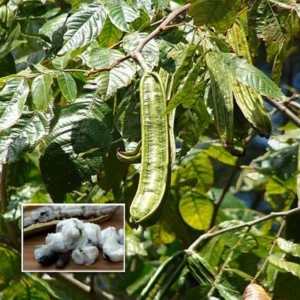 Ice Cream Bean Tree Seedling - Inga edulis Plant - 1 Gallon Edible Tropical Tree