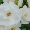 Iceberg Rose Live Plant - White Floribunda Flower - 3 Gallon - Easy Care Roses