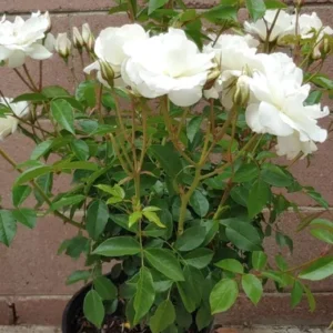 Iceberg Rose Live Plant - White Floribunda Flower - 3 Gallon - Easy Care Roses