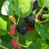 Illinois Everbearing Mulberry Plant Live - Sweet Fruit Tree 4 to 6 Inch