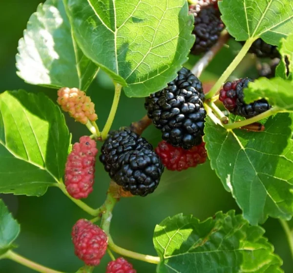 Illinois Everbearing Mulberry Plant Live - Sweet Fruit Tree 4 to 6 Inch