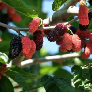 Illinois Everbearing Mulberry Plant Live - Sweet Fruit Tree 4 to 6 Inch