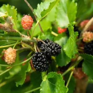 Illinois Everbearing Mulberry Plant Live - Sweet Fruit Tree 4 to 6 Inch