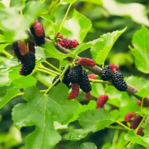 Illinois Everbearing Mulberry Plant Live - Sweet Fruit Tree 4 to 6 Inch