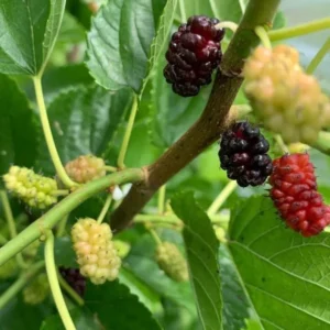 Illinois Everbearing Mulberry Plant Live - Sweet Fruit Tree 4 to 6 Inch
