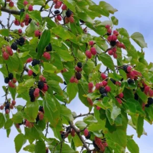 Illinois Everbearing Mulberry Plant Live - Sweet Fruit Tree 4 to 6 Inch