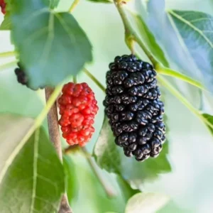 Illinois Everbearing Mulberry Plant Live - Sweet Fruit Tree 4 to 6 Inch