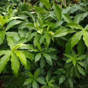 Insulin Plant Cuttings Well Rooted - Costus Igneus Spiral Flag Plant - Rooted Cuttings