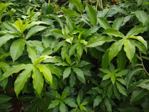 Insulin Plant Cuttings Well Rooted - Costus Igneus Spiral Flag Plant - Rooted Cuttings