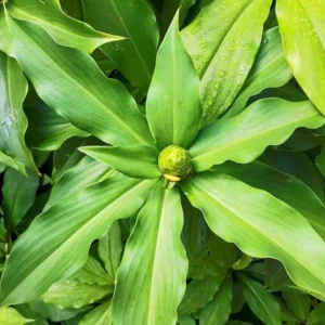 Insulin Plant Cuttings Well Rooted - Costus Igneus Spiral Flag Plant - Rooted Cuttings