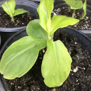 Insulin Plant Cuttings Well Rooted - Costus Igneus Spiral Flag Plant - Rooted Cuttings