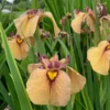 Iris Pseudata 'Yarai' Night Thunder Perennial Plant Rooted 5.25" Pot