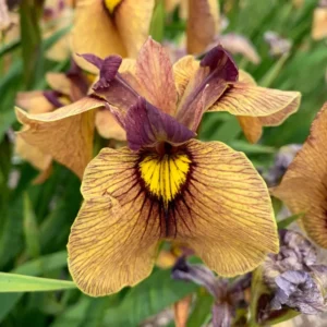 Iris Pseudata 'Yarai' Night Thunder Perennial Plant Rooted 5.25