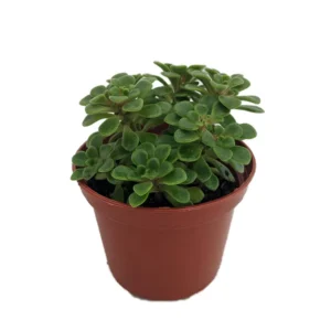 Irish Bouquet Succulent Aeonium lindleyi var viscatum - 2.5 inch Pot