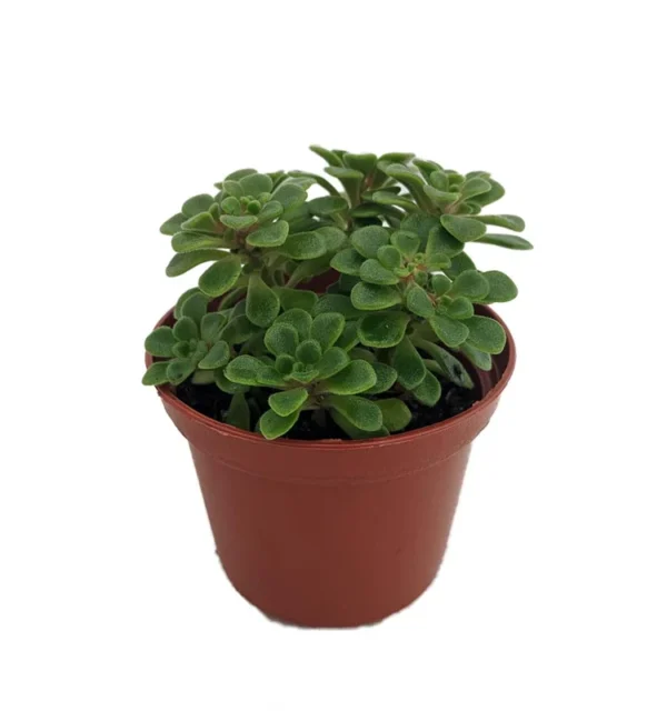 Irish Bouquet Succulent Aeonium lindleyi var viscatum - 2.5 inch Pot