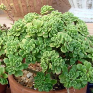 Irish Bouquet Succulent Aeonium lindleyi var viscatum - 2.5 inch Pot