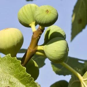 Ischia Fig Plant Live - Ficus Carica Tree - 4 to 6 Inch Patio Garden
