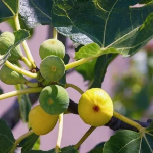 Ischia Fig Plant Live - Ficus Carica Tree - 4 to 6 Inch Patio Garden