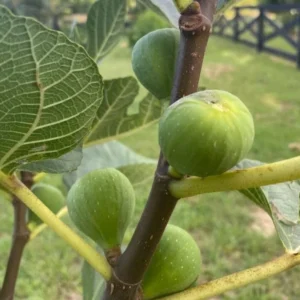 Ischia Fig Plant Live - Ficus Carica Tree - 4 to 6 Inch Patio Garden