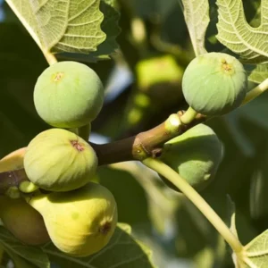 Ischia Fig Plant Live - Ficus Carica Tree - 4 to 6 Inch Patio Garden
