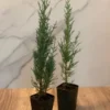 Italian Cypress 2-Pack Live Evergreen Trees Rosepot Size Plants