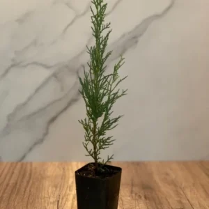 Italian Cypress 2-Pack Live Evergreen Trees Rosepot Size Plants