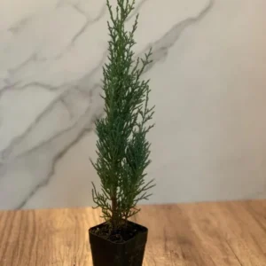 Italian Cypress 2-Pack Live Evergreen Trees Rosepot Size Plants