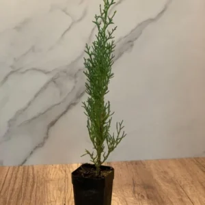 Italian Cypress 2-Pack Live Evergreen Trees Rosepot Size Plants