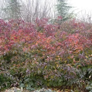 Itea Henry's Garnet Sweetspire Plant 6-12 Inch Qt. Pot